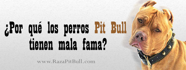 ¿Por qué los perros Pit Bull tienen mala fama?
