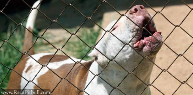 Prohiben perros pitbull en venezuela