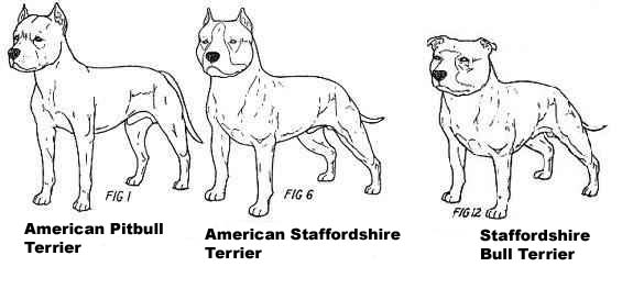 Diferencia entre American Pitbull Terrier, American Staffordshire Terrier y Staffordshire Bull Terrier