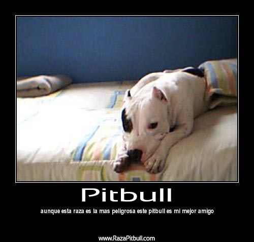 Perro Pitbull mi mejor amigo