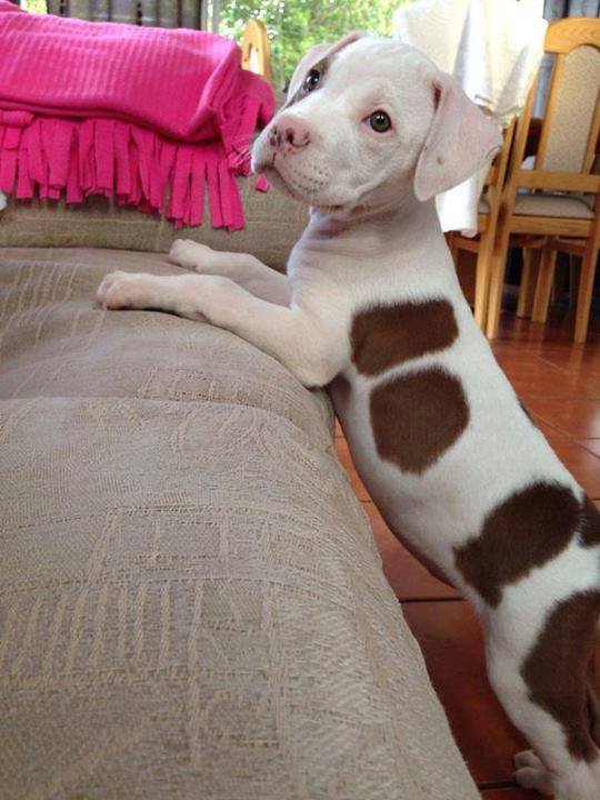 Cachorro Pitbull de 6 meses
