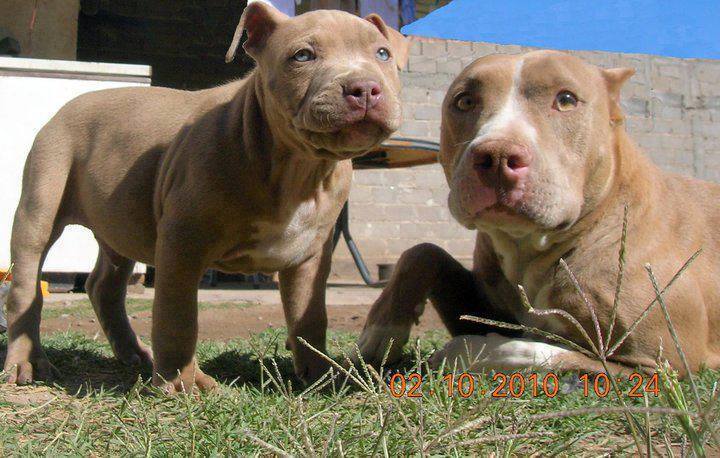 Cachorro Pitbull y su madre