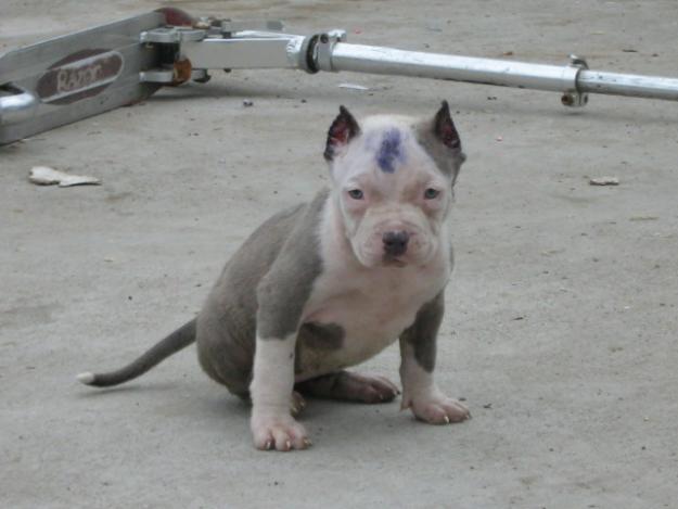 Perro Pitbull Cachorro con las orejas cortadas