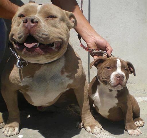 Pitbull cachorro y su papa
