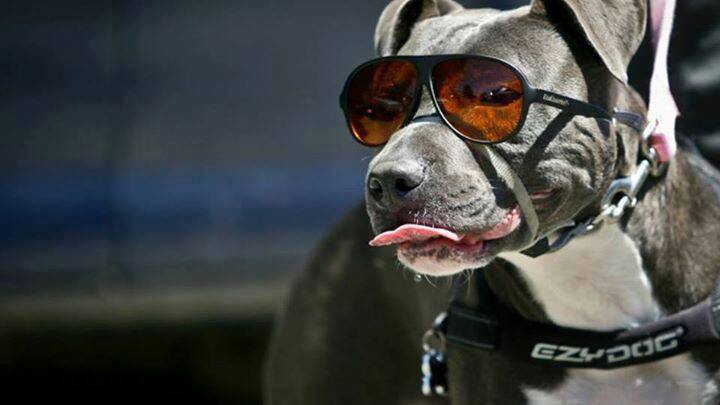99 Imágenes de Perros Pitbull.... Majestuosa Raza
