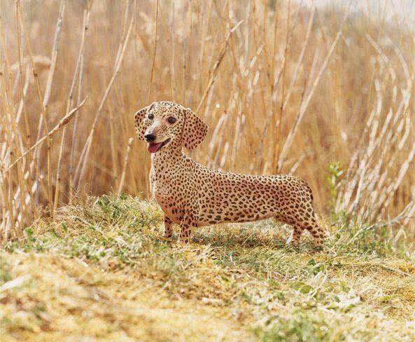 perro salchicha guepardo