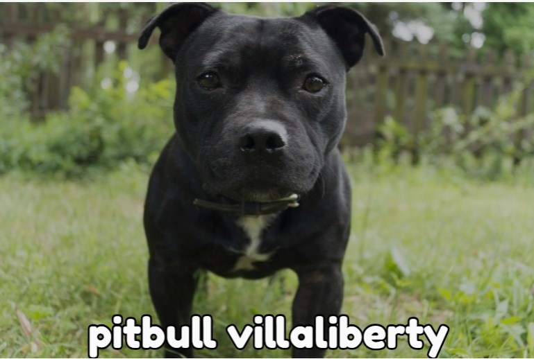 pitbull villaliberty